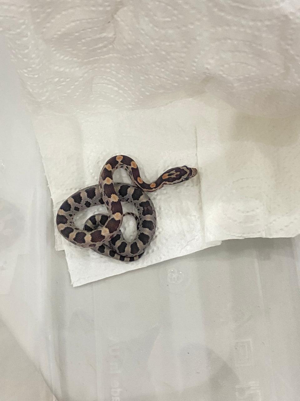 Corn Snake